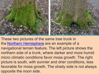 These two pictures of the same tree trunk in
the Northern Hemisphere are an example of a
navigational terrain feature. The left picture shows the
northern side of a trunk, where darker and more humid
micro climatic conditions favor moss growth. The right
picture is south, with sunnier and drier conditions, less
favorable for moss growth. The shady side is not always
opposite the noon side.
 