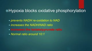 Hypoxia blocks oxidative phosphorylation
 prevents NADH re-oxidation to NAD
 increases the NADH/NAD ratio
 increases the lactate/pyruvate ratio
 Normal ratio around 10:1
 