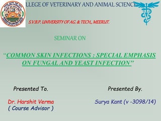 COLLEGE OF VETERINARY AND ANIMAL SCIENCEs
S.V.B.P.UNIVERSITYOFAG.& TECH.,MEERUT.
Presented To.
Dr. Harshit Verma
( Course Advisor )
Presented By.
Surya Kant (v -3098/14)
SEMINAR ON
“COMMON SKIN INFECTIONS : SPECIAL EMPHASIS
ON FUNGAL AND YEAST INFECTION’’
 