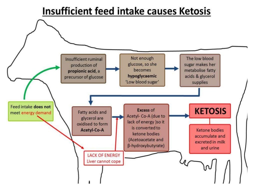 ketosis In Cows