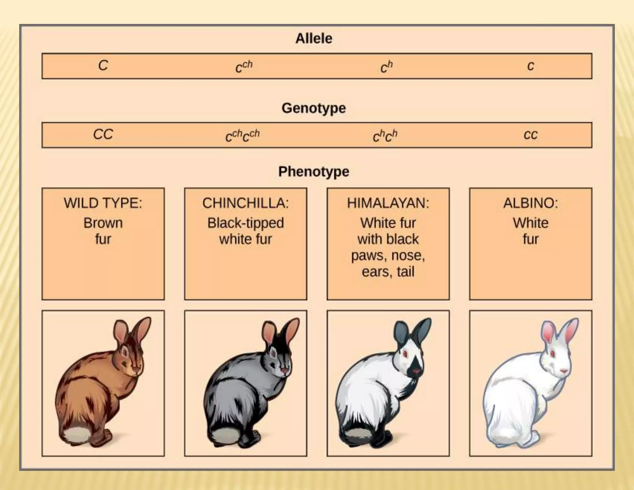 Gene interactions and multiple alleles.pptx