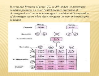 Gene interactions and multiple alleles.pptx