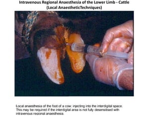 Intravenous Regional Anaesthesia of the Lower Limb - Cattle
(Local AnaestheticTechniques)
 