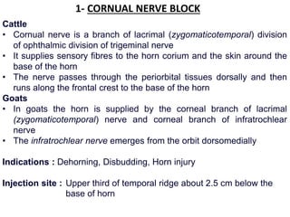 1- CORNUAL NERVE BLOCK
Cattle
• Cornual nerve is a branch of lacrimal (zygomaticotemporal) division
of ophthalmic division of trigeminal nerve
• It supplies sensory fibres to the horn corium and the skin around the
base of the horn
• The nerve passes through the periorbital tissues dorsally and then
runs along the frontal crest to the base of the horn
Goats
• In goats the horn is supplied by the corneal branch of lacrimal
(zygomaticotemporal) nerve and corneal branch of infratrochlear
nerve
• The infratrochlear nerve emerges from the orbit dorsomedially
Indications : Dehorning, Disbudding, Horn injury
Injection site : Upper third of temporal ridge about 2.5 cm below the
base of horn
 