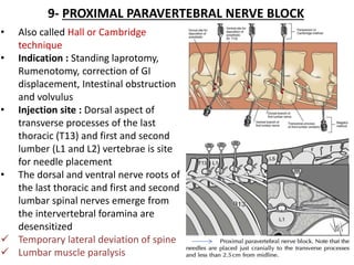 9- PROXIMAL PARAVERTEBRAL NERVE BLOCK
• Also called Hall or Cambridge
technique
• Indication : Standing laprotomy,
Rumenotomy, correction of GI
displacement, Intestinal obstruction
and volvulus
• Injection site : Dorsal aspect of
transverse processes of the last
thoracic (T13) and first and second
lumber (L1 and L2) vertebrae is site
for needle placement
• The dorsal and ventral nerve roots of
the last thoracic and first and second
lumbar spinal nerves emerge from
the intervertebral foramina are
desensitized
 Temporary lateral deviation of spine
 Lumbar muscle paralysis
 