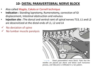 10- DISTAL PARAVERTEBRAL NERVE BLOCK
• Also called Magda, Cakala or Cornell technique
• Indication : Standing laprotomy, Rumenotomy, correction of GI
displacement, Intestinal obstruction and volvulus
• Injection site : The dorsal and ventral rami of spinal nerves T13, L1 and L2
are desensitized at the distal ends of L1, L2 and L4
 No deviation of spine
 No lumbar muscle paralysis
 