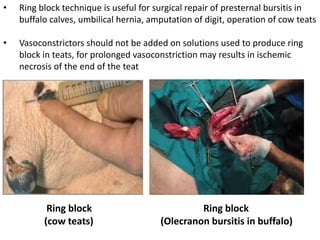 • Ring block technique is useful for surgical repair of presternal bursitis in
buffalo calves, umbilical hernia, amputation of digit, operation of cow teats
• Vasoconstrictors should not be added on solutions used to produce ring
block in teats, for prolonged vasoconstriction may results in ischemic
necrosis of the end of the teat
Ring block
(Olecranon bursitis in buffalo)
Ring block
(cow teats)
 