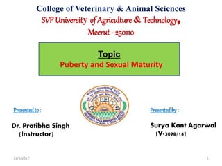 Presentedto :
Dr. Pratibha Singh
[Instructor]
College of Veterinary & Animal Sciences
SVP University of Agriculture & Technology,
Meerut - 250110
Presentedby :
Surya Kant Agarwal
[V-3098/14]
Topic
Puberty and Sexual Maturity
11/4/2017 1
 