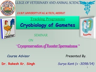COLLEGE OF VETERINARY AND ANIMAL SCIENCEs
S.V.B.P.UNIVERSITYOFAG.& TECH.,MEERUT.
Course Advisor
Dr. Rakesh Kr. Singh
Presented By.
Surya Kant (v -3098/14)
SEMINAR
ON
“Cryopreservation of Rooster Spermatozoa’’
Tracking Programme
Cryobiology of Gametes
1
 