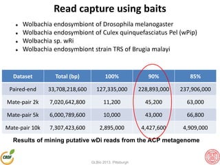 Read capture using baits
 Wolbachia endosymbiont of Drosophila melanogaster
 Wolbachia endosymbiont of Culex quinquefasciatus Pel (wPip)
 Wolbachia sp. wRi
 Wolbachia endosymbiont strain TRS of Brugia malayi
Dataset Total (bp) 100% 90% 85%
Paired-end 33,708,218,600 127,335,000 228,893,000 237,906,000
Mate-pair 2k 7,020,642,800 11,200 45,200 63,000
Mate-pair 5k 6,000,789,600 10,000 43,000 66,800
Mate-pair 10k 7,307,423,600 2,895,000 4,427,600 4,909,000
Results of mining putative wDi reads from the ACP metagenome
GLBio 2013, Pittsburgh
 