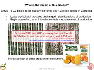 What is the impact of this disease?
Citrus – a 9.3 billion dollar industry in Florida and 1.2 billion dollars in California
• Leave agricultural practices unchanged - significant loss of production
• Begin expensive , labor intensive controls - increase cost of production
healthy infectedIncreased cost of citrus products for consumers
Between 2006 and 2011 greening had cost Florida
$4.5 billion in lost economic output, and 8,257 jobs.
University of Florida report, 2013
http://research.ufl.edu/publications/exploremagazine/spring-2013/citrus-greening.html
GLBio 2013, Pittsburgh
 