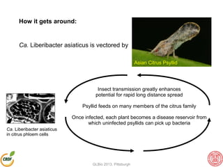 How it gets around:
Ca. Liberibacter asiaticus is vectored by
Asian Citrus Psyllid
Insect transmission greatly enhances
potential for rapid long distance spread
Psyllid feeds on many members of the citrus family
Once infected, each plant becomes a disease reservoir from
which uninfected psyllids can pick up bacteria
Ca. Liberibacter asiaticus
in citrus phloem cells
GLBio 2013, Pittsburgh
 