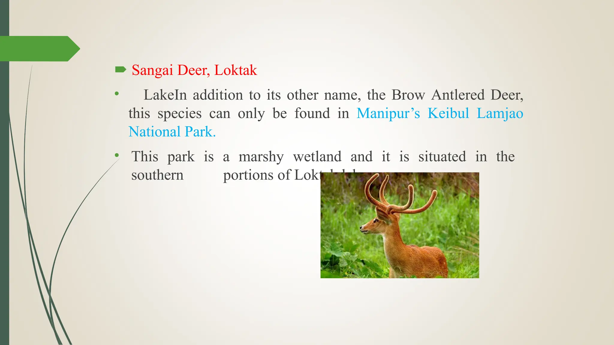  Sangai Deer, Loktak
• LakeIn addition to its other name, the Brow Antlered Deer,
this species can only be found in Manipur’s Keibul Lamjao
National Park.
• This park is a marshy wetland and it is situated in the
southern portions of Loktak lake.
 
