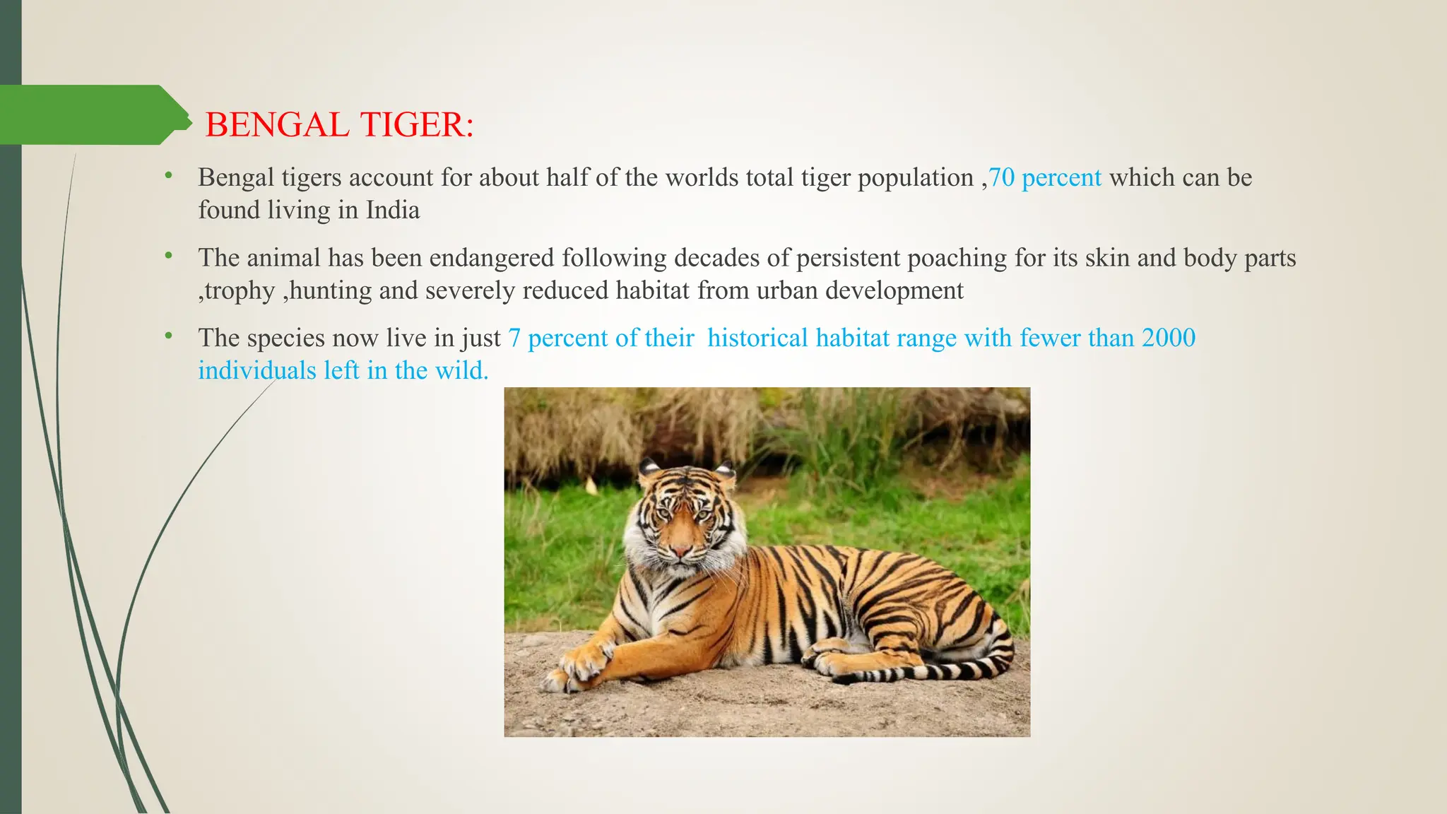  BENGAL TIGER:
• Bengal tigers account for about half of the worlds total tiger population ,70 percent which can be
found living in India
• The animal has been endangered following decades of persistent poaching for its skin and body parts
,trophy ,hunting and severely reduced habitat from urban development
• The species now live in just 7 percent of their historical habitat range with fewer than 2000
individuals left in the wild.
 