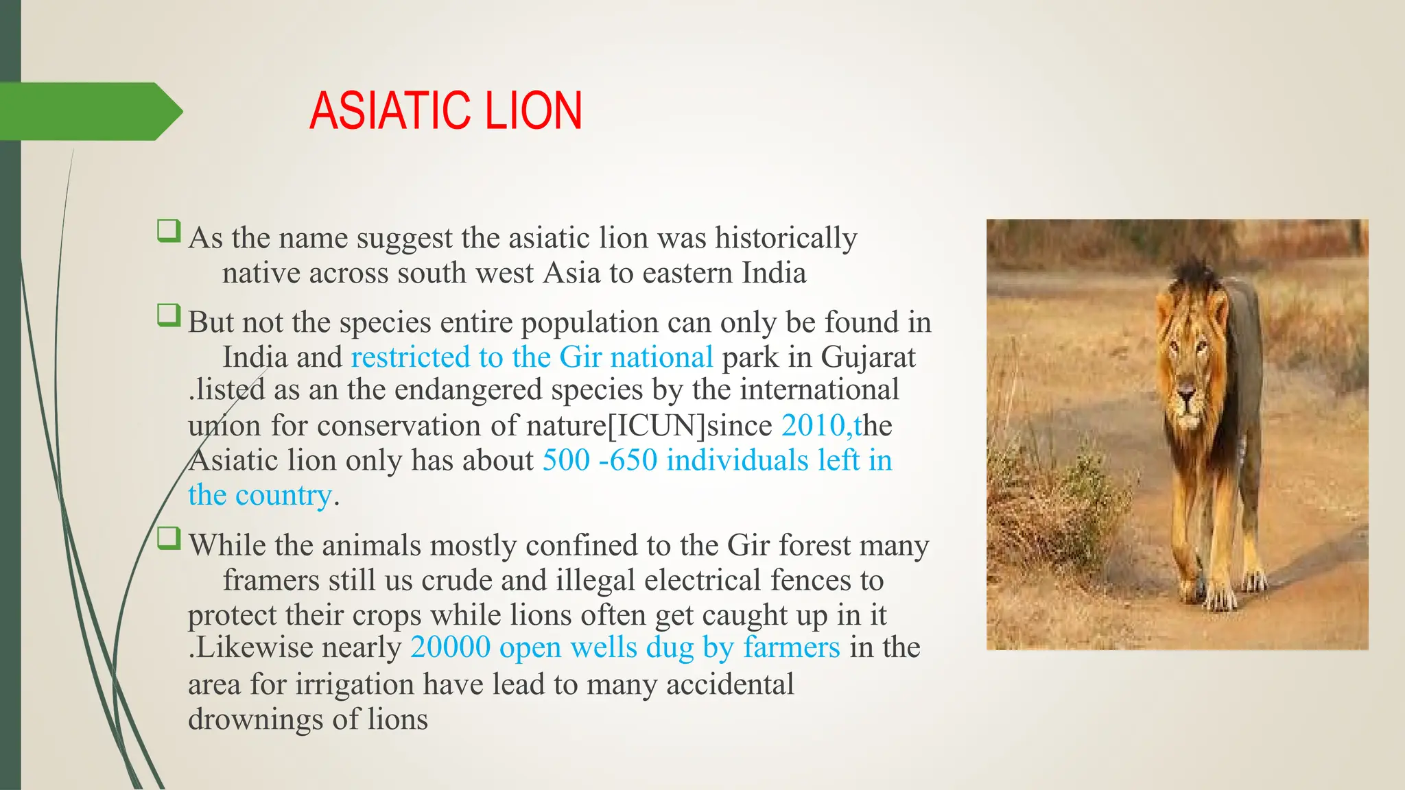 ASIATIC LION
As the name suggest the asiatic lion was historically
native across south west Asia to eastern India
But not the species entire population can only be found in
India and restricted to the Gir national park in Gujarat
.listed as an the endangered species by the international
union for conservation of nature[ICUN]since 2010,the
Asiatic lion only has about 500 -650 individuals left in
the country.
While the animals mostly confined to the Gir forest many
framers still us crude and illegal electrical fences to
protect their crops while lions often get caught up in it
.Likewise nearly 20000 open wells dug by farmers in the
area for irrigation have lead to many accidental
drownings of lions
 