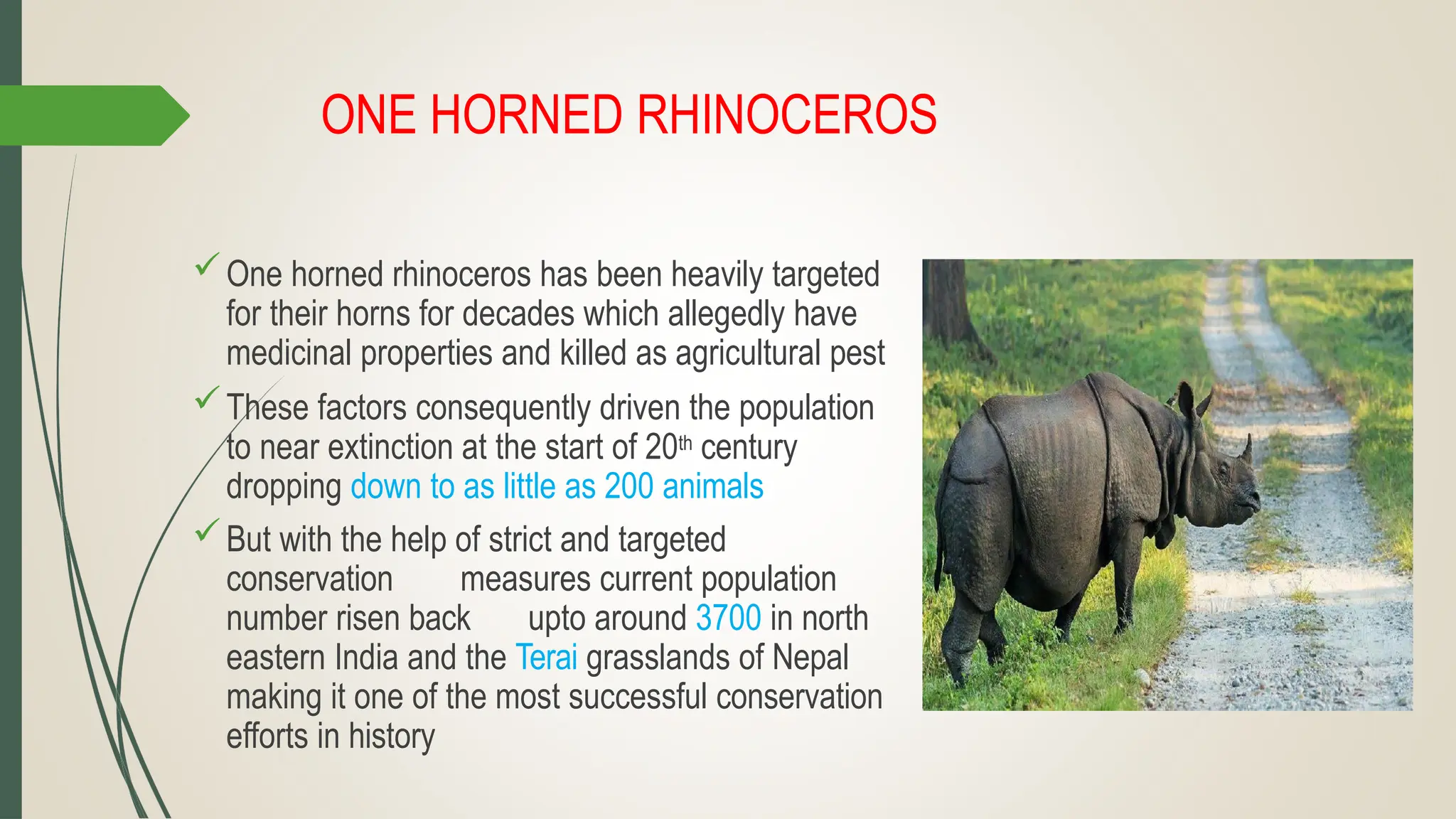 ONE HORNED RHINOCEROS
One horned rhinoceros has been heavily targeted
for their horns for decades which allegedly have
medicinal properties and killed as agricultural pest
These factors consequently driven the population
to near extinction at the start of 20th century
dropping down to as little as 200 animals
But with the help of strict and targeted
conservation measures current population
number risen back upto around 3700 in north
eastern India and the Terai grasslands of Nepal
making it one of the most successful conservation
efforts in history
 
