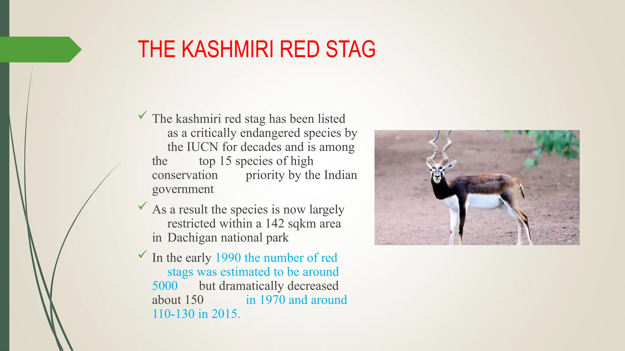 THE KASHMIRI RED STAG
 The kashmiri red stag has been listed
as a critically endangered species by
the IUCN for decades and is among
the top 15 species of high
conservation priority by the Indian
government
 As a result the species is now largely
restricted within a 142 sqkm area
in Dachigan national park
 In the early 1990 the number of red
stags was estimated to be around
5000 but dramatically decreased
about 150 in 1970 and around
110-130 in 2015.
 