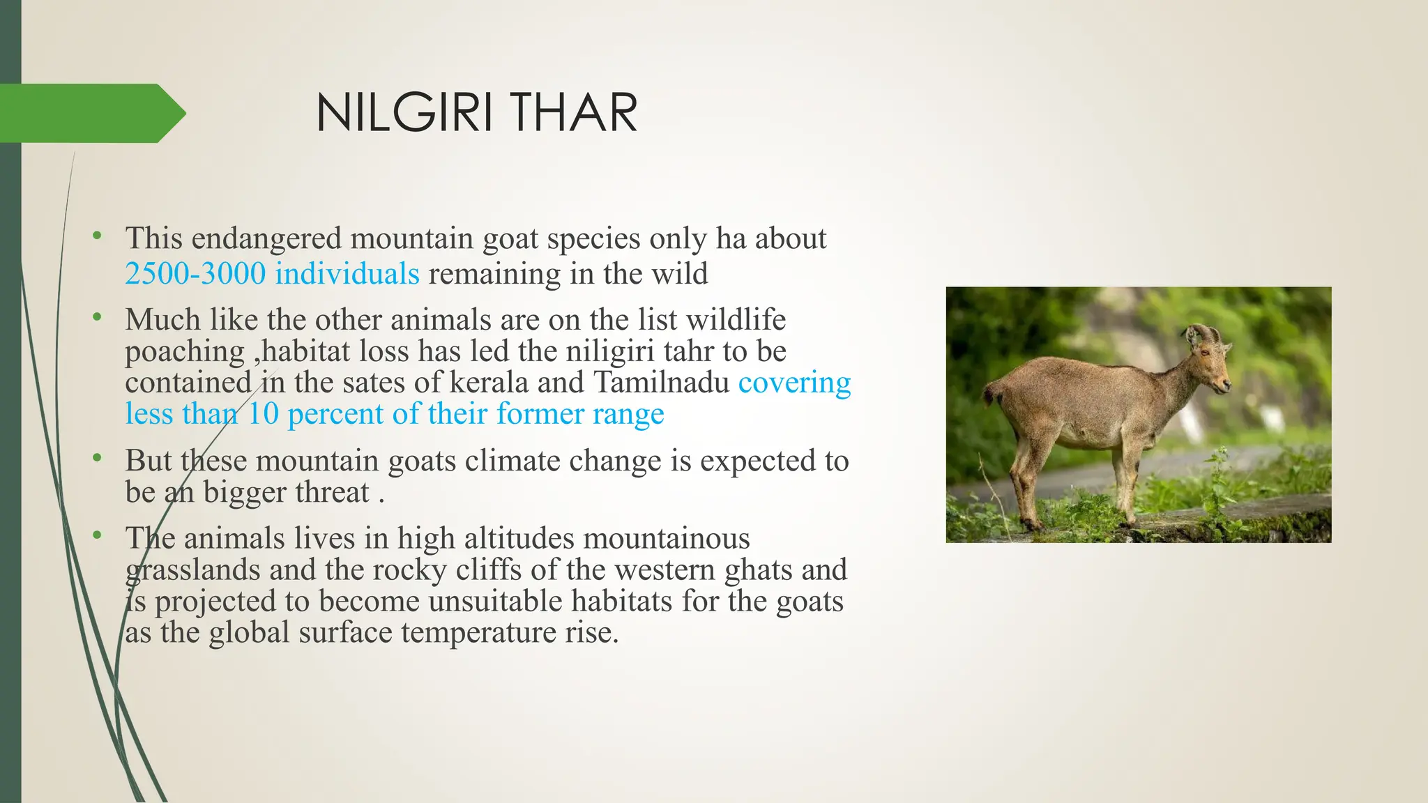 NILGIRI THAR
• This endangered mountain goat species only ha about
2500-3000 individuals remaining in the wild
• Much like the other animals are on the list wildlife
poaching ,habitat loss has led the niligiri tahr to be
contained in the sates of kerala and Tamilnadu covering
less than 10 percent of their former range
• But these mountain goats climate change is expected to
be an bigger threat .
• The animals lives in high altitudes mountainous
grasslands and the rocky cliffs of the western ghats and
is projected to become unsuitable habitats for the goats
as the global surface temperature rise.
 