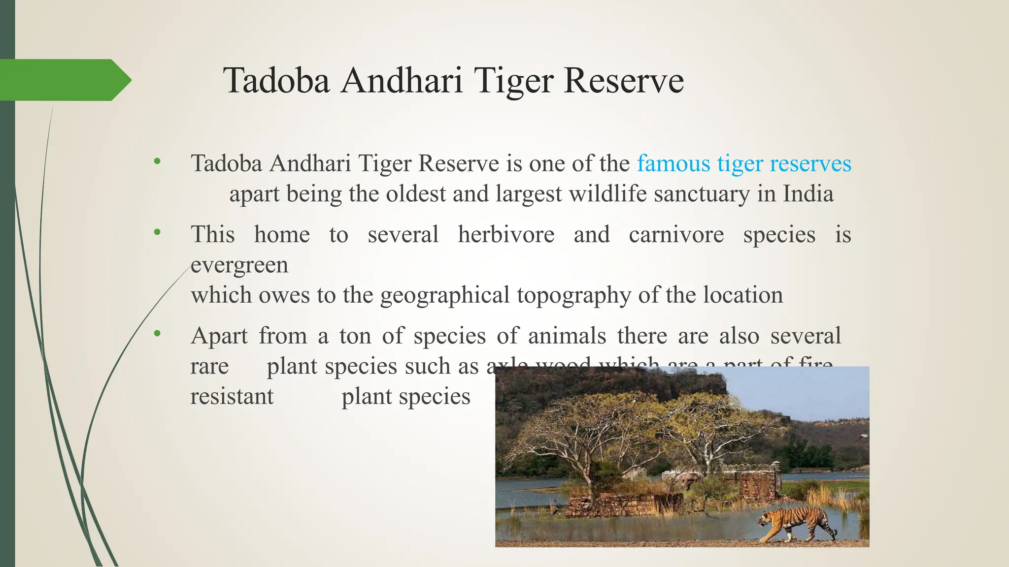 Tadoba Andhari Tiger Reserve
• Tadoba Andhari Tiger Reserve is one of the famous tiger reserves
apart being the oldest and largest wildlife sanctuary in India
• This home to several herbivore and carnivore species is
evergreen
which owes to the geographical topography of the location
• Apart from a ton of species of animals there are also several
rare plant species such as axle wood which are a part of fire-
resistant plant species
 