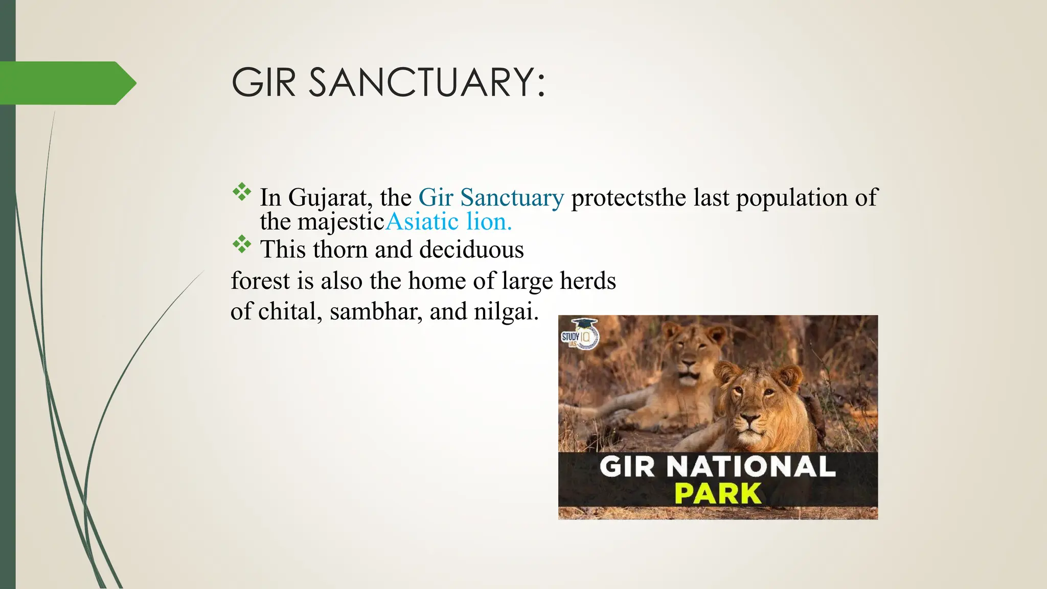 GIR SANCTUARY:
 In Gujarat, the Gir Sanctuary protectsthe last population of
the majesticAsiatic lion.
 This thorn and deciduous
forest is also the home of large herds
of chital, sambhar, and nilgai.
 