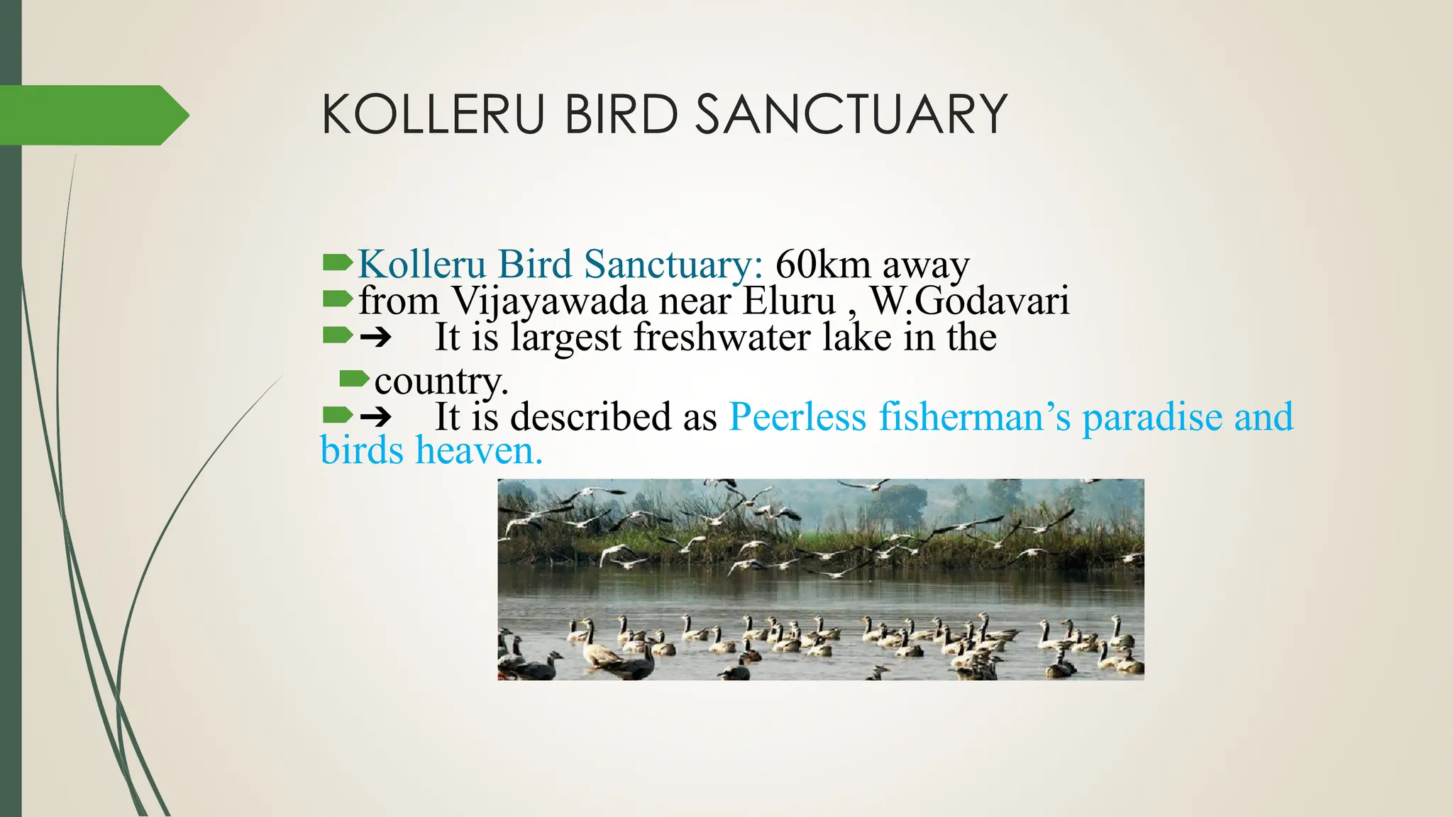 KOLLERU BIRD SANCTUARY
Kolleru Bird Sanctuary: 60km away
from Vijayawada near Eluru , W.Godavari
➔ It is largest freshwater lake in the
country.
➔ It is described as Peerless fisherman’s paradise and
birds heaven.
 