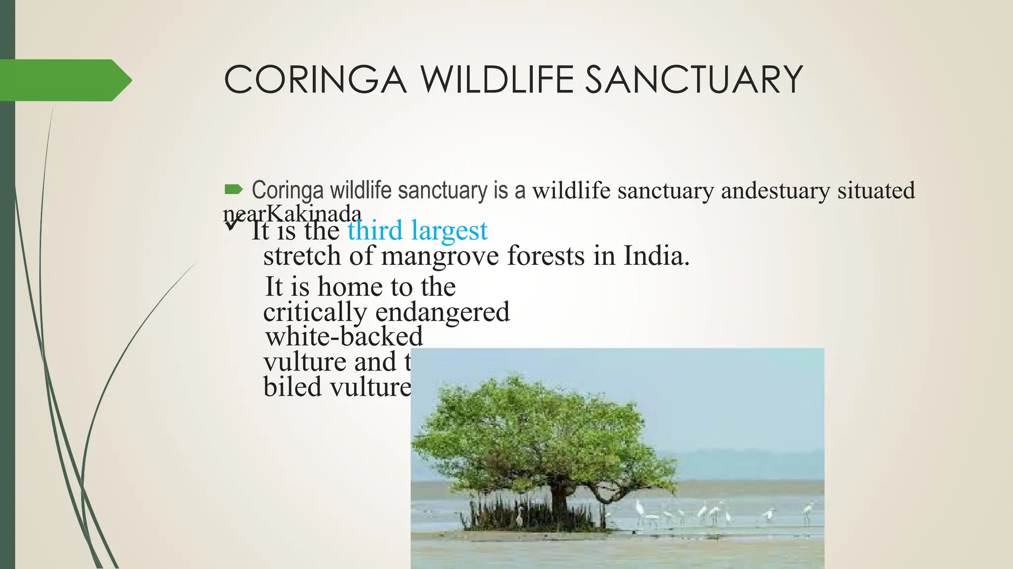 CORINGA WILDLIFE SANCTUARY
 Coringa wildlife sanctuary is a wildlife sanctuary andestuary situated
nearKakinada
It is the third largest
stretch of mangrove forests in India.
It is home to the
critically endangered
white-backed
vulture and the long
biled vulture
 
