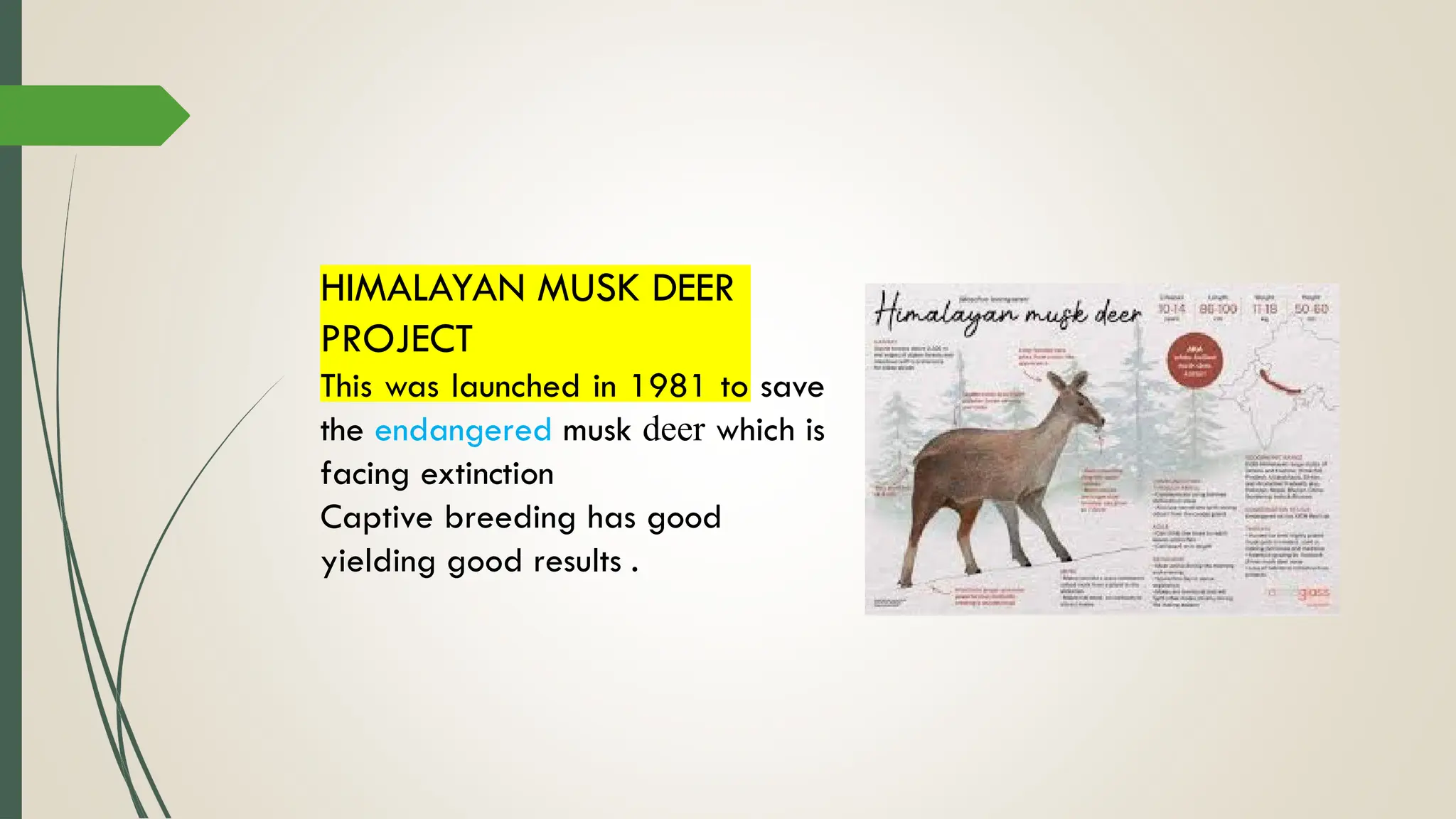 HIMALAYAN MUSK DEER
PROJECT
This was launched in 1981 to save
the endangered musk deer which is
facing extinction
Captive breeding has good
yielding good results .
 