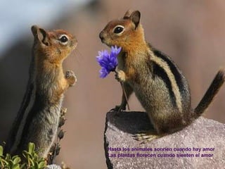 Hasta los animales sonríen cuando hay amorLas plantas florecen cuando sienten el amor