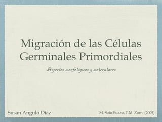Migración de las Células
Germinales Primordiales
Aspectos morfológicos y moleculares
M. Soto-Suazo, T.M. Zorn (2005)Susan Angulo Díaz
 