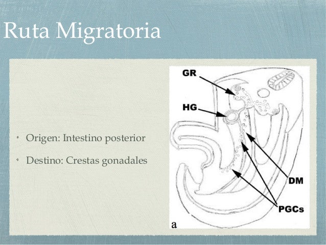 Migración de las Células Germinales Primordiales: Aspectos morfológic…