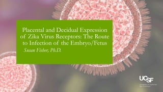3/9/2016
Placental and Decidual Expression
of Zika Virus Receptors: The Route
to Infection of the Embryo/Fetus
Susan Fisher, Ph.D.
 