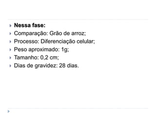  Nessa fase:
 Comparação: Grão de arroz;
 Processo: Diferenciação celular;
 Peso aproximado: 1g;
 Tamanho: 0,2 cm;
 Dias de gravidez: 28 dias.
 