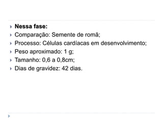  Nessa fase:
 Comparação: Semente de romã;
 Processo: Células cardíacas em desenvolvimento;
 Peso aproximado: 1 g;
 Tamanho: 0,6 a 0,8cm;
 Dias de gravidez: 42 dias.
 