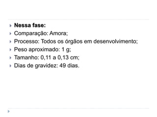  Nessa fase:
 Comparação: Amora;
 Processo: Todos os órgãos em desenvolvimento;
 Peso aproximado: 1 g;
 Tamanho: 0,11 a 0,13 cm;
 Dias de gravidez: 49 dias.
 