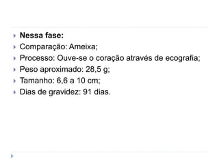  Nessa fase:
 Comparação: Ameixa;
 Processo: Ouve-se o coração através de ecografia;
 Peso aproximado: 28,5 g;
 Tamanho: 6,6 a 10 cm;
 Dias de gravidez: 91 dias.
 