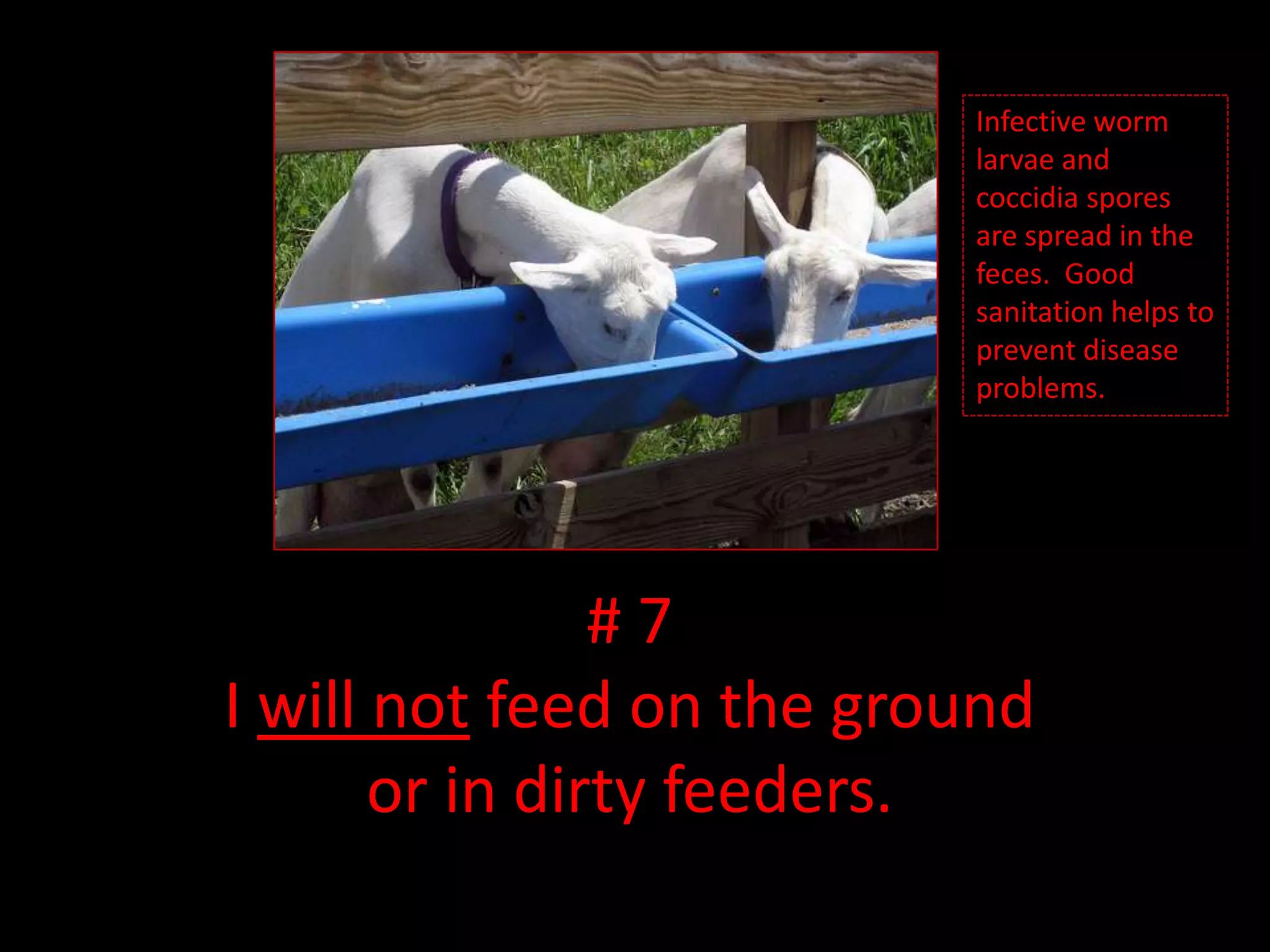 Infective worm larvae and coccidia spores are spread in the feces. Good sanitation helps to prevent disease problems.# 7I will not feed on the ground or in dirty feeders.