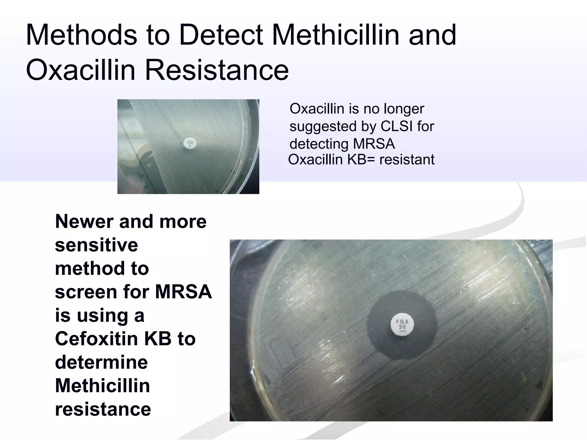 Oxacillin KB= resistant
Newer and more
sensitive
method to
screen for MRSA
is using a
Cefoxitin KB to
determine
Methicillin
resistance
Methods to Detect Methicillin and
Oxacillin Resistance
Oxacillin is no longer
suggested by CLSI for
detecting MRSA
 