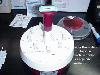 Kirby Bauer disk
Dispenser
Each Cartridge
is a separate
antibiotic
 