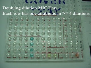 Doubling dilution MIC Tray
Each row has one antibiotic in >= 4 dilutions
 