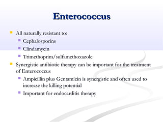 EnterococcusEnterococcus
 All naturally resistant to:All naturally resistant to:
 CephalosporinsCephalosporins
 ClindamycinClindamycin
 Trimethoprim/sulfamethoxazoleTrimethoprim/sulfamethoxazole
 Synergistic antibiotic therapy can be important for the treatmentSynergistic antibiotic therapy can be important for the treatment
of Enterococcusof Enterococcus
 Ampicillin plus Gentamicin is synergistic and often used toAmpicillin plus Gentamicin is synergistic and often used to
increase the killing potentialincrease the killing potential
 Important for endocarditis therapyImportant for endocarditis therapy
 