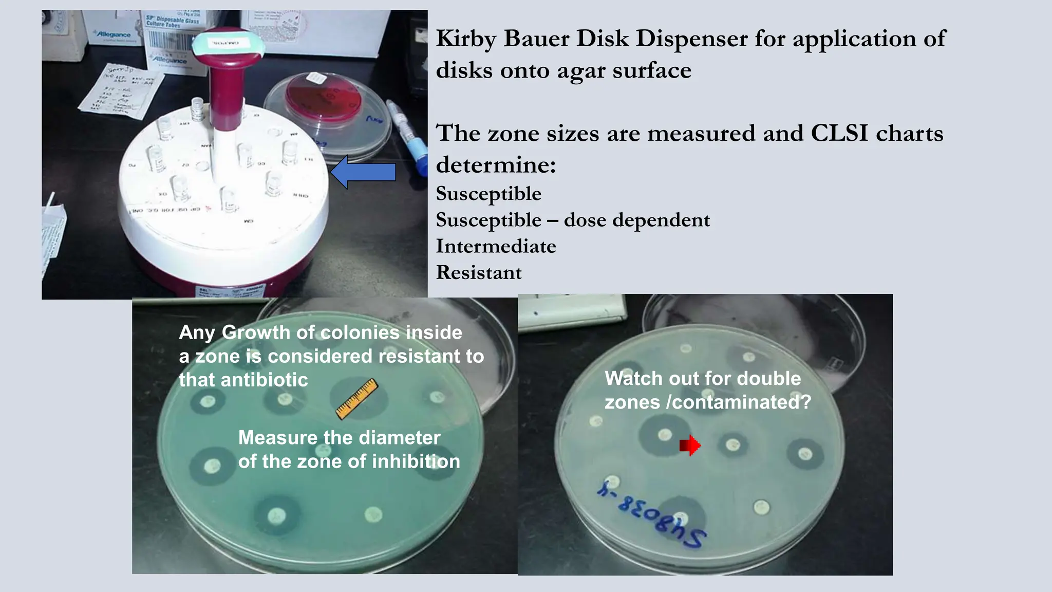 Susceptibility Update 2024 | Microbes with Morgan | PPT
