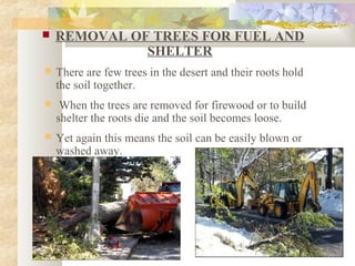  REMOVAL OF TREES FOR FUEL AND
SHELTER
 There are few trees in the desert and their roots hold
the soil together.
 When the trees are removed for firewood or to build
shelter the roots die and the soil becomes loose.
 Yet again this means the soil can be easily blown or
washed away.
 