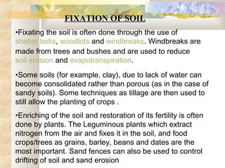 FIXATION OF SOIL
•Fixating the soil is often done through the use of
shelter belts, woodlots and windbreaks. Windbreaks are
made from trees and bushes and are used to reduce
soil erosion and evapotranspiration.
•Some soils (for example, clay), due to lack of water can
become consolidated rather than porous (as in the case of
sandy soils). Some techniques as tillage are then used to
still allow the planting of crops .
•Enriching of the soil and restoration of its fertility is often
done by plants. The Leguminous plants which extract
nitrogen from the air and fixes it in the soil, and food
crops/trees as grains, barley, beans and dates are the
most important. Sand fences can also be used to control
drifting of soil and sand erosion
 