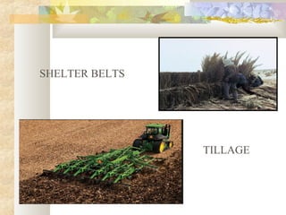 SHELTER BELTS
TILLAGE
 