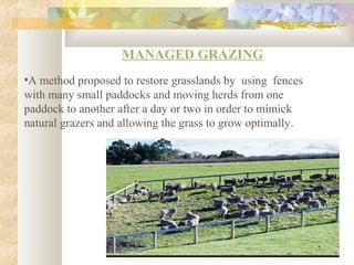 MANAGED GRAZING
•A method proposed to restore grasslands by using fences
with many small paddocks and moving herds from one
paddock to another after a day or two in order to mimick
natural grazers and allowing the grass to grow optimally.
 