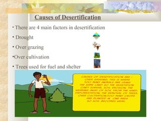 Causes of Desertification
• There are 4 main factors in desertification
• Drought
• Over grazing
•Over cultivation
• Trees used for fuel and shelter
 