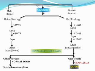 Male
(drone)
Female
(queen)
Copulation
Unfertilized egg
Larva
6 DAYS
Pupa
Adult
Male (Drone)
Fertilized egg
3 DAYS
Larva
6 DAYS
Pupa
12 DAYS
Adult
Female(worker)
Other workers
NORMAL FOOD
Sterile female workers
One female
QUEEN
ROYAL JELLY
3 DAYS
ROYAL JELLY FOR 3 DAYS
 