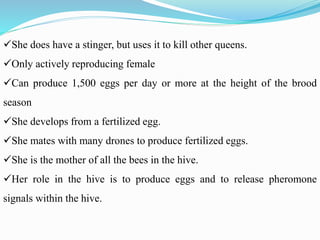 She does have a stinger, but uses it to kill other queens.
Only actively reproducing female
Can produce 1,500 eggs per day or more at the height of the brood
season
She develops from a fertilized egg.
She mates with many drones to produce fertilized eggs.
She is the mother of all the bees in the hive.
Her role in the hive is to produce eggs and to release pheromone
signals within the hive.
 