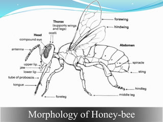 Morphology of Honey-bee
 