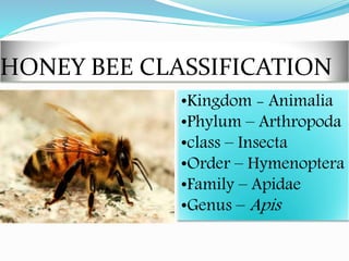 •Kingdom - Animalia
•Phylum – Arthropoda
•class – Insecta
•Order – Hymenoptera
•Family – Apidae
•Genus – Apis
HONEY BEE CLASSIFICATION
 